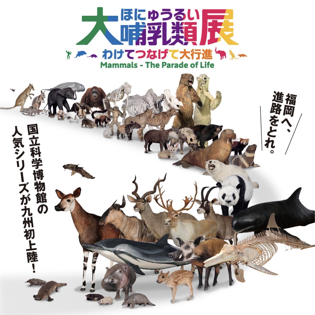 福岡市博物館 特別展「大哺乳類展－わけてつなげて大行進」との相互割引企画